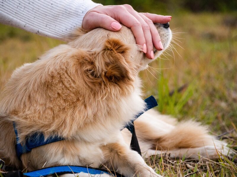 5 Dicas para Cuidar Bem do Seu Pet: Saiba Como Manter seu Animal de Estimação Saudável e Feliz